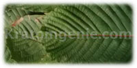 Kratom Red Horn Leaf Powder - Click Image to Close