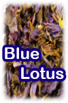 Blue Lotus - Nymphaea C.