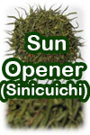 Sinicuichi - Sun Opener