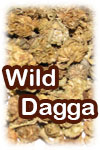 Wild Dagga