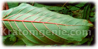 Kratom Red Borneo Leaf