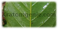 Kratom White Borneo Leaf