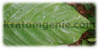 Kratom White Horn Leaf